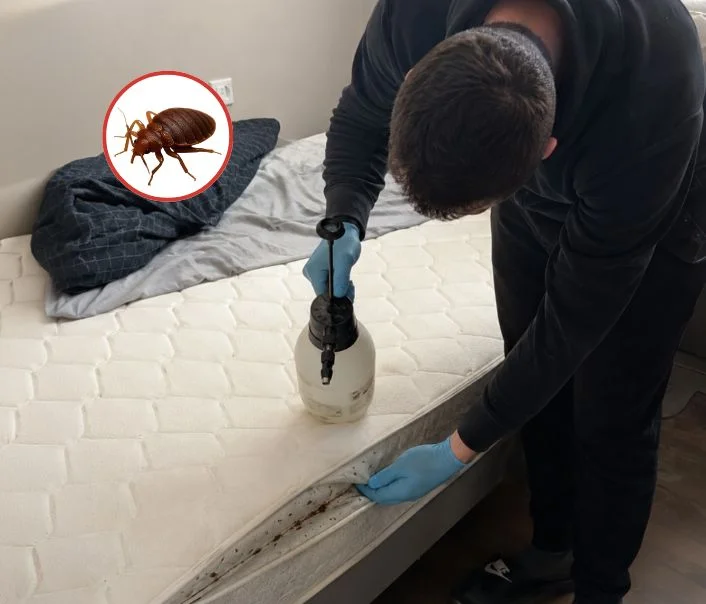 Technicien traitant un matelas contre les punaises de lit à Maurepas